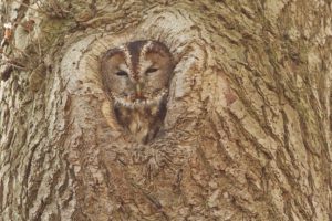 effective-automation-airpa